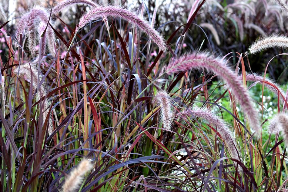 Grass Purple Fountain Plant