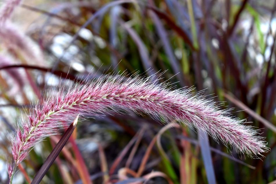 Grass Purple Fountain Plant