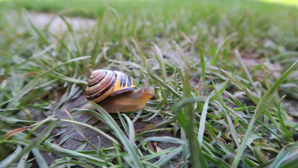 Spring Worm