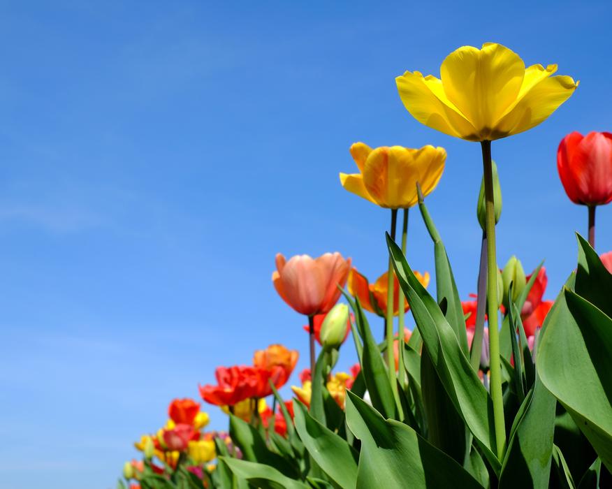 Tulips Flowers Bloom