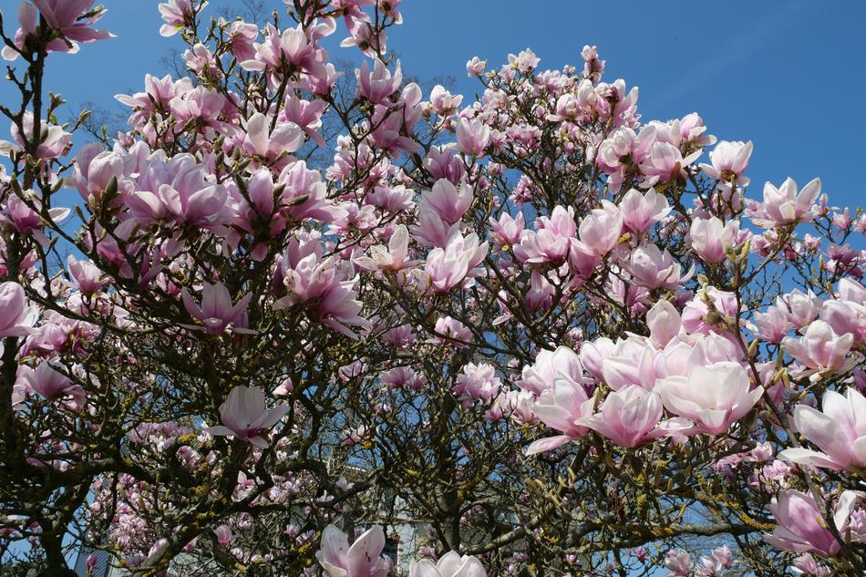 Plant Tree Magnolia Tulip