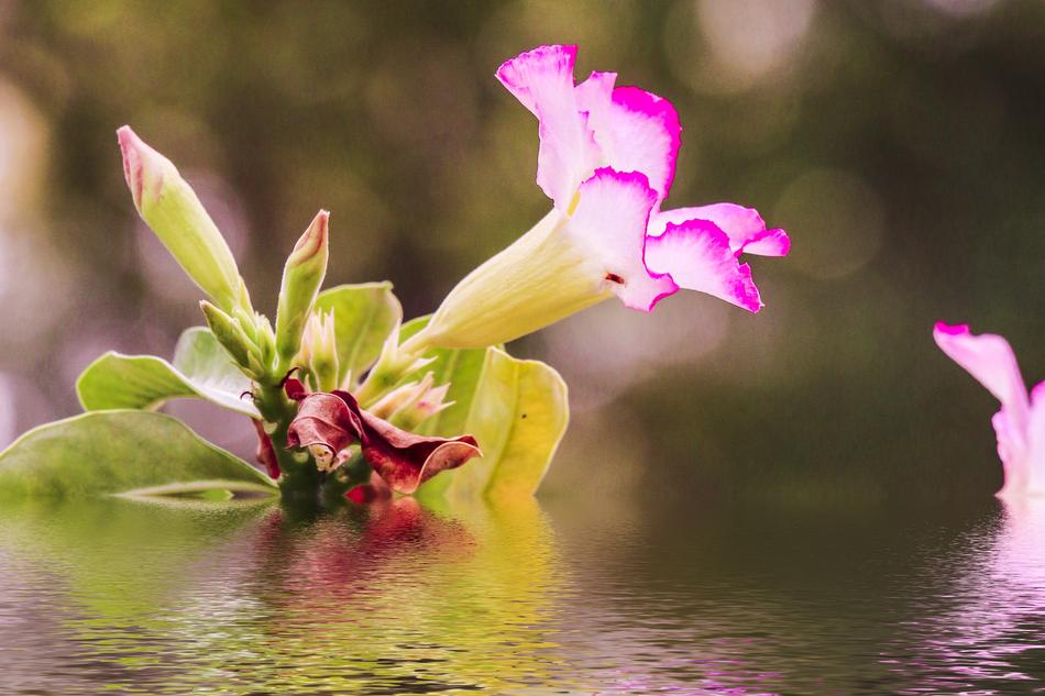 Flower Technology