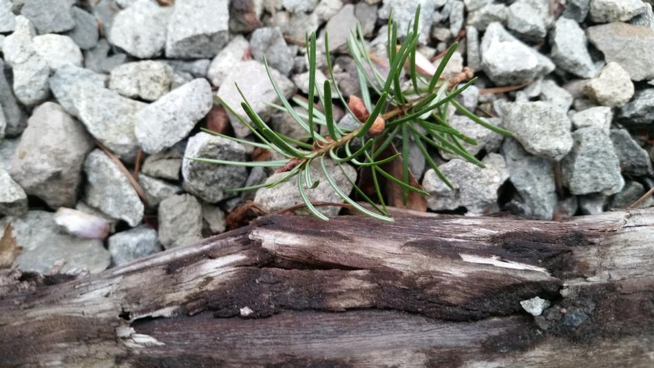 Nature Stone