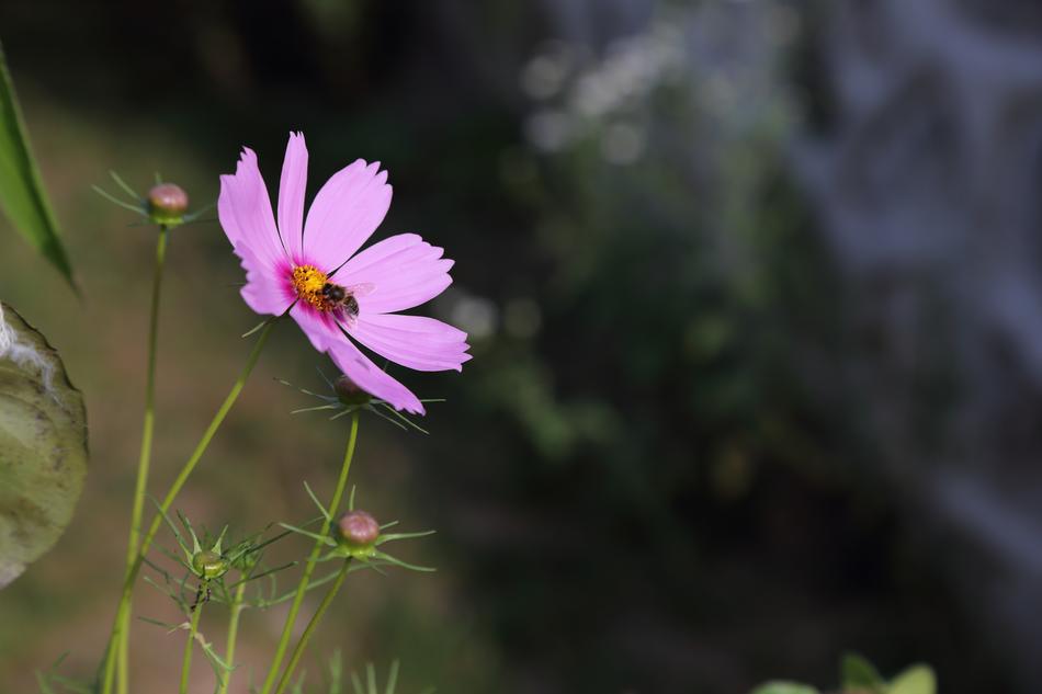 Nature Flower Plant No