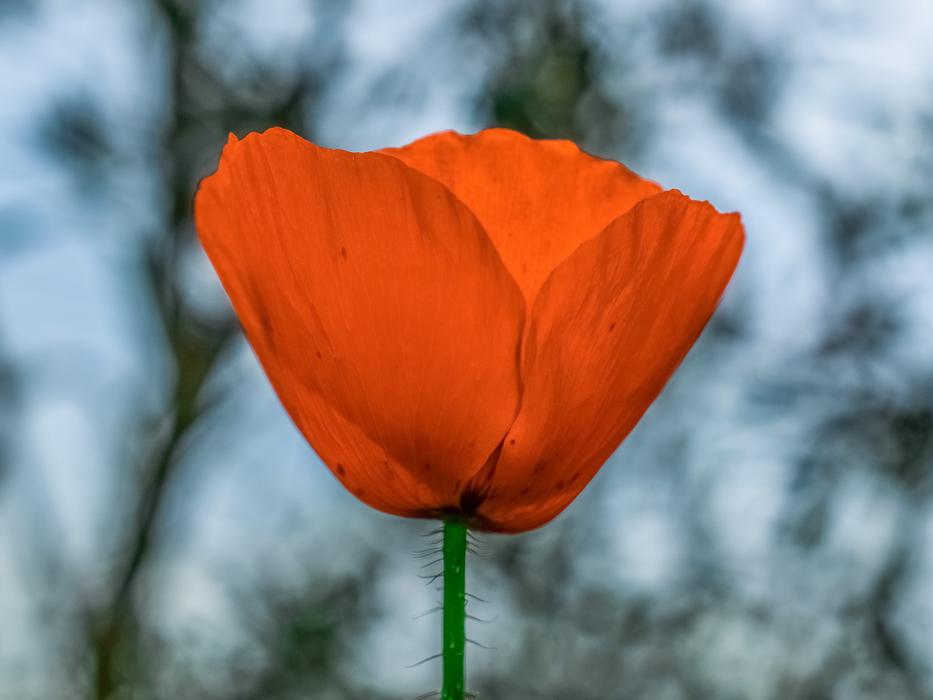 Nature Flower Outdoors