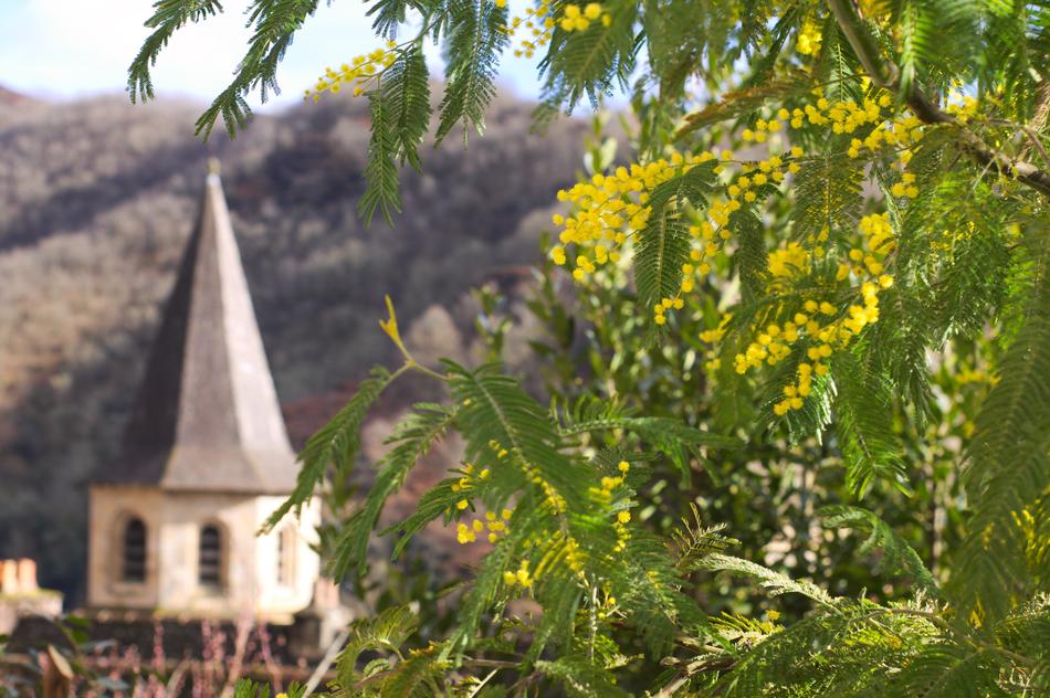 Conques Mimosas Flower