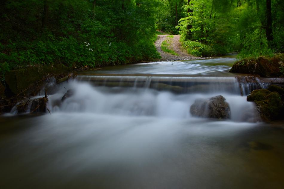 Long Exposure Bach Forest