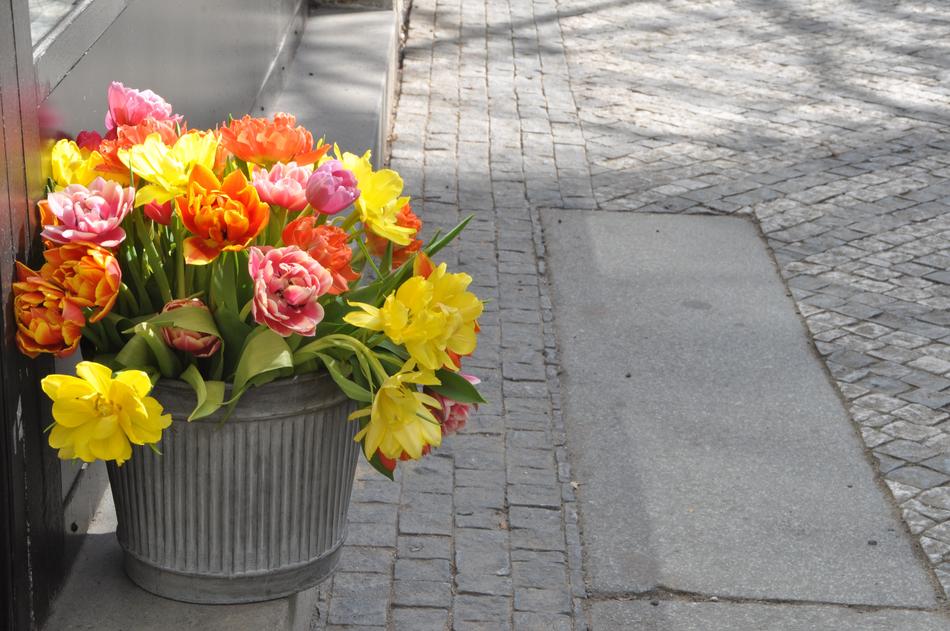 Tulip Flower Plant