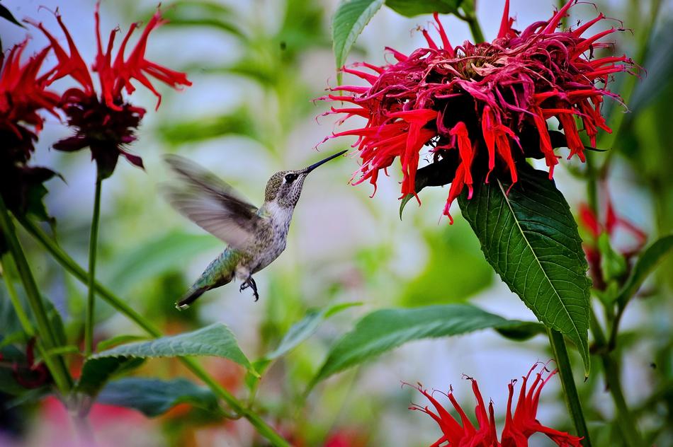 Nature Flower Flora