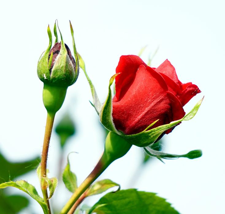 Rose Blossom Bloom