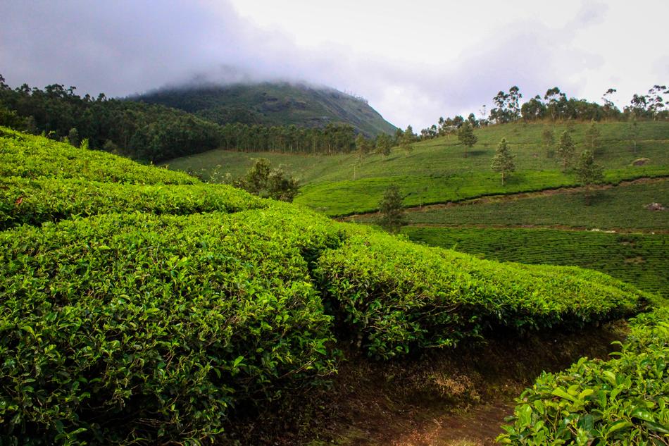 Munnar India Kerala Tea