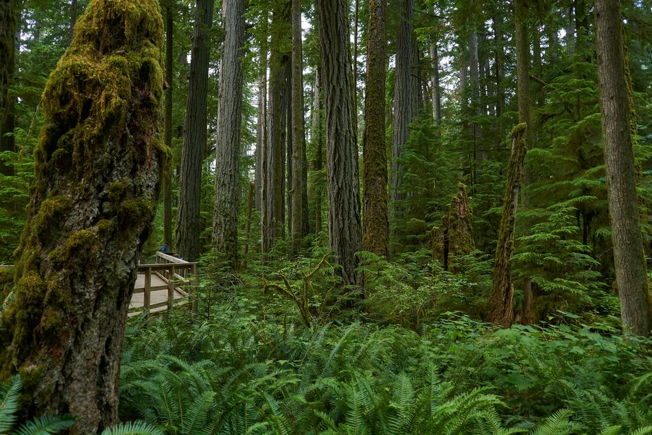Forest Rainforest Nature