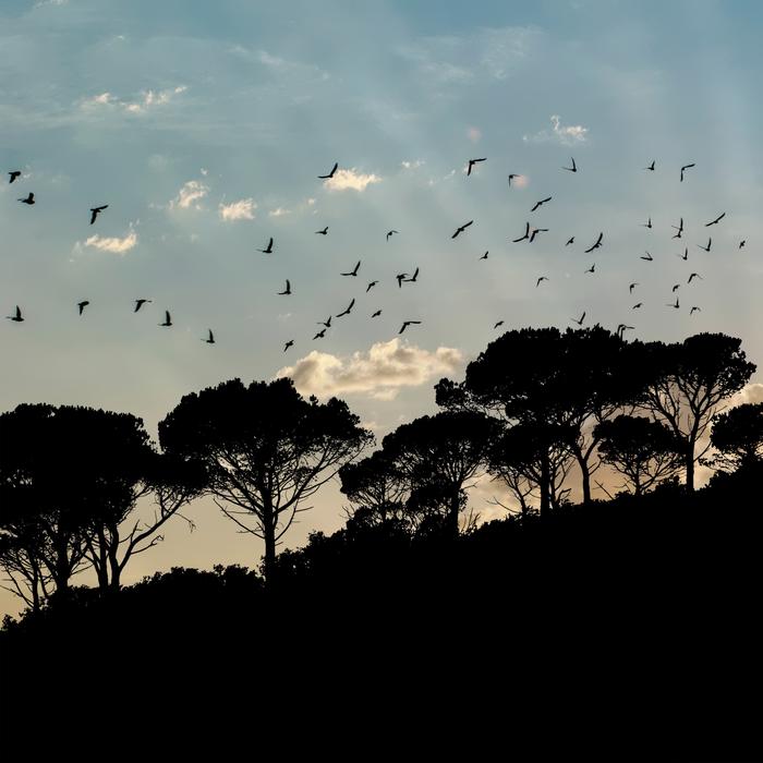 Landscape Silhouette Sky