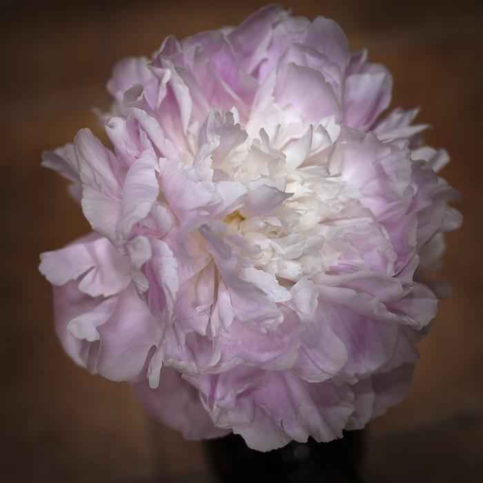 Flower Hydrangea Clear