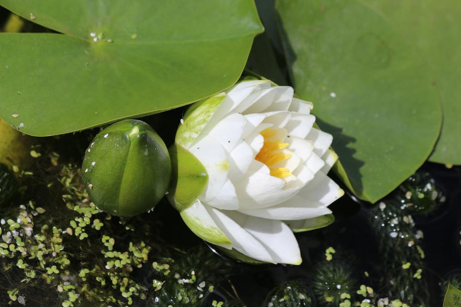 white gorgeous lotus in the foliage