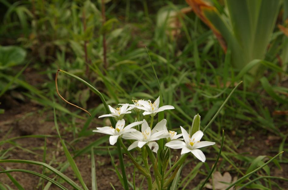 Nature Plant Flower