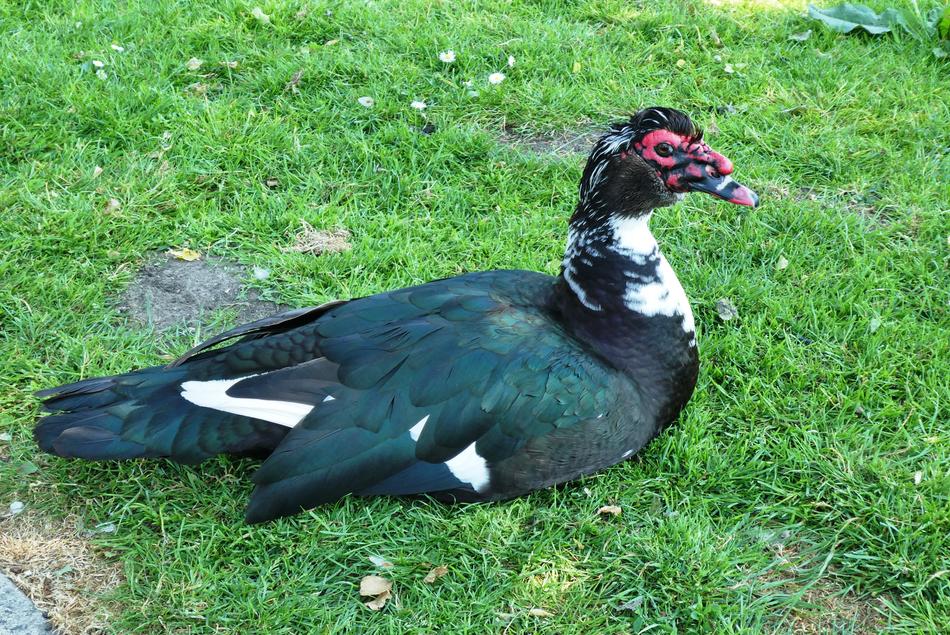 Black Duck Muscovy