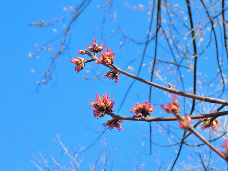 Nature Tree Season Blue