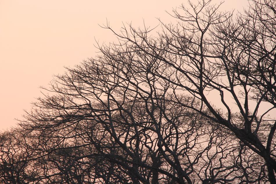 Tree Branch Nature