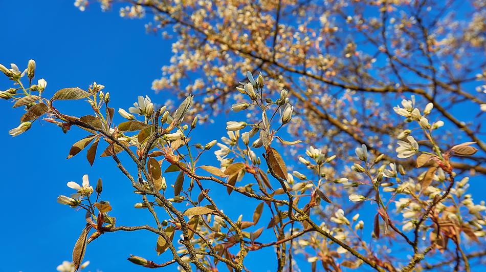 Copper Rock Pear Flowers