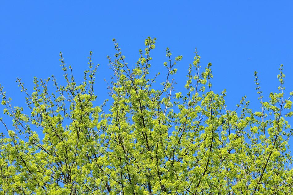 Spring Green Tree