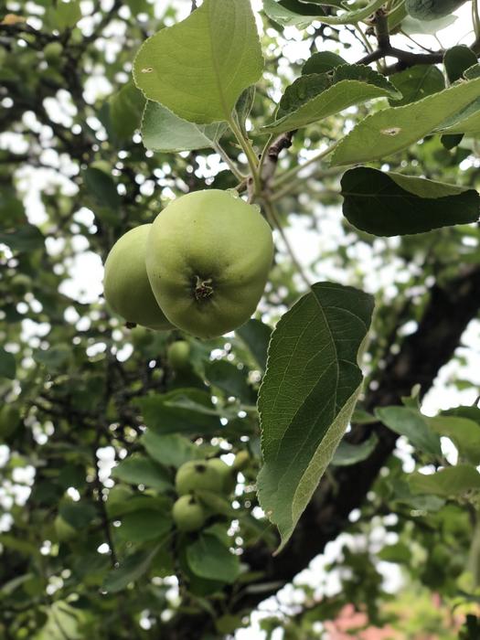 Apple Fruits Fresh