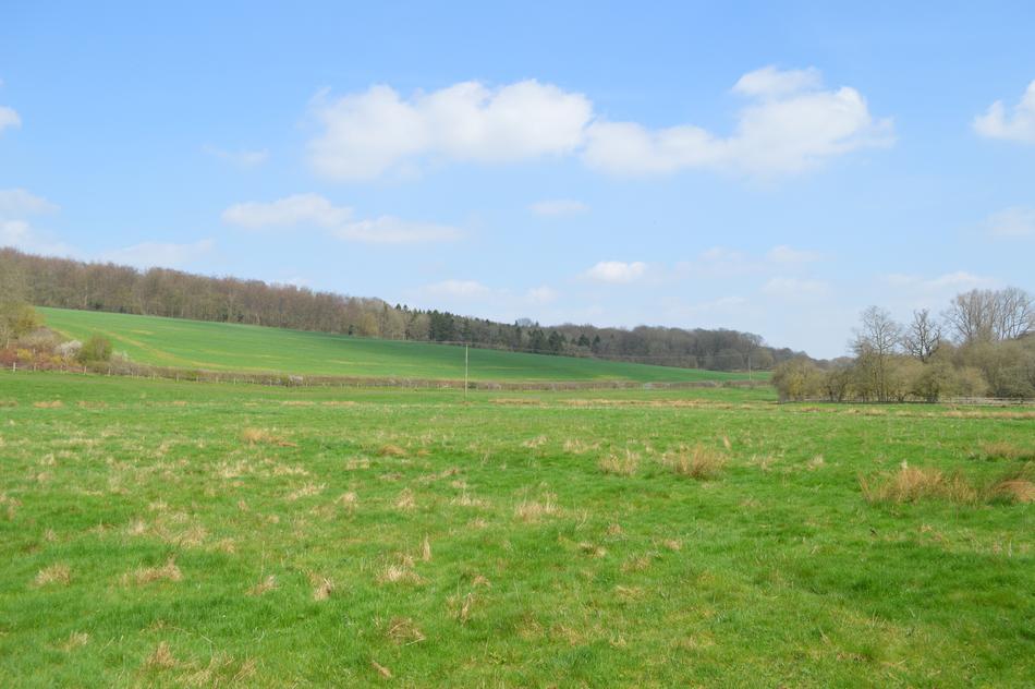 Nature Grass Landscape