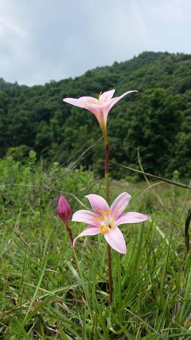 Flower Jungle Hill Beautiful