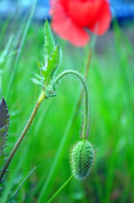 Red Poppies Nature Flower