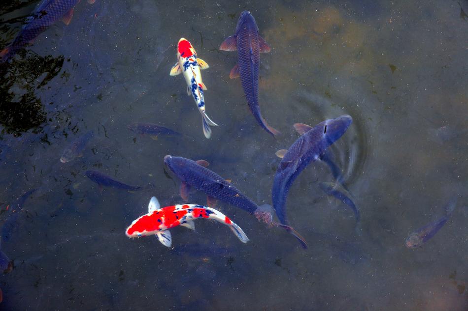 Fish Nature Pond