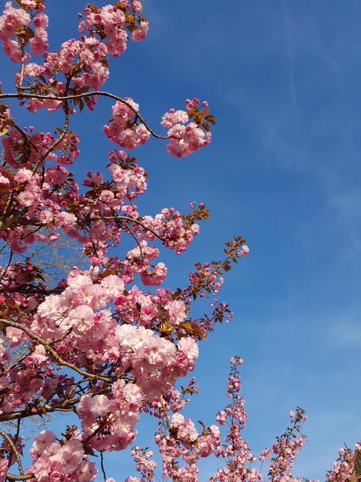 Flower Cherry Wood Tree