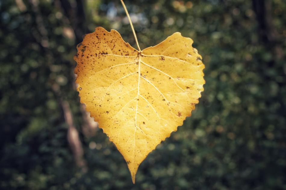 yellow tree leaf
