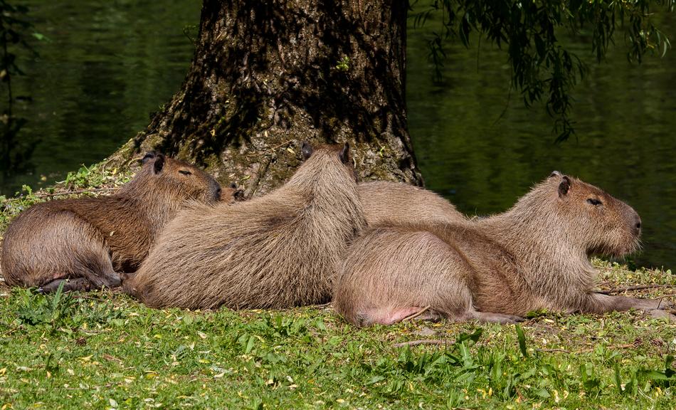 Capybara Mammals