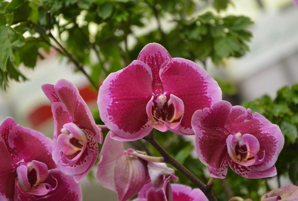Flowers Orchids Red
