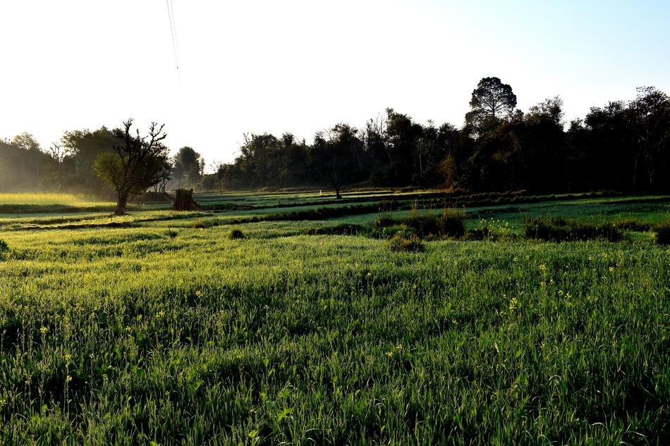 Landscape Field Panoramic