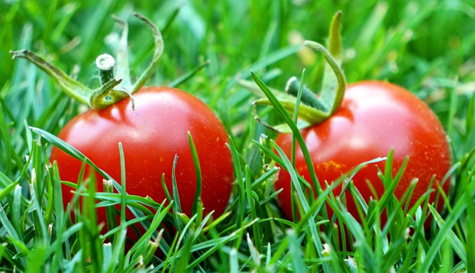 tasty tomatoes in the grass