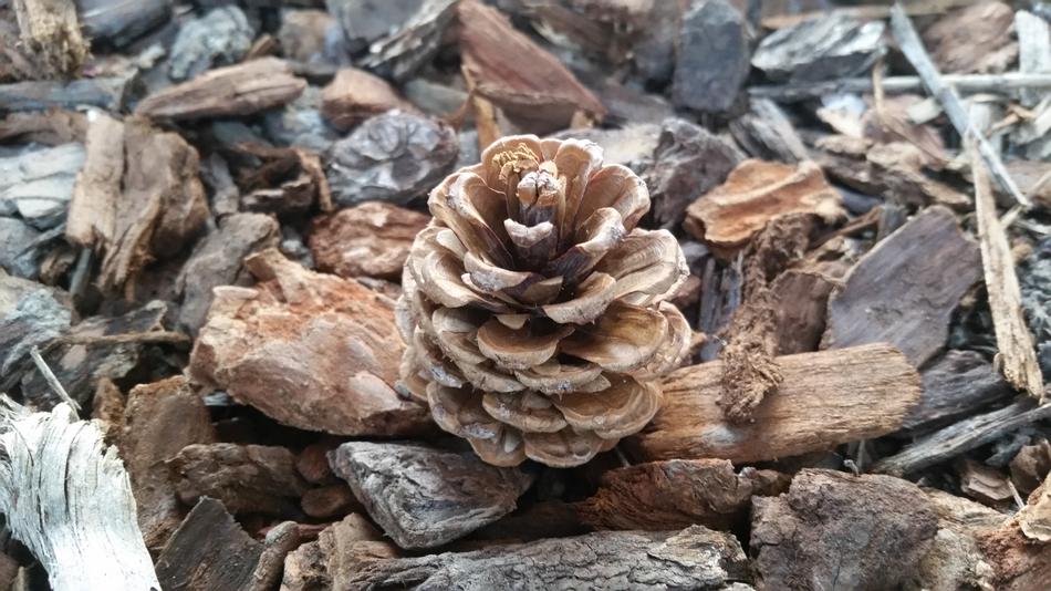 Desktop Background Pine Cone