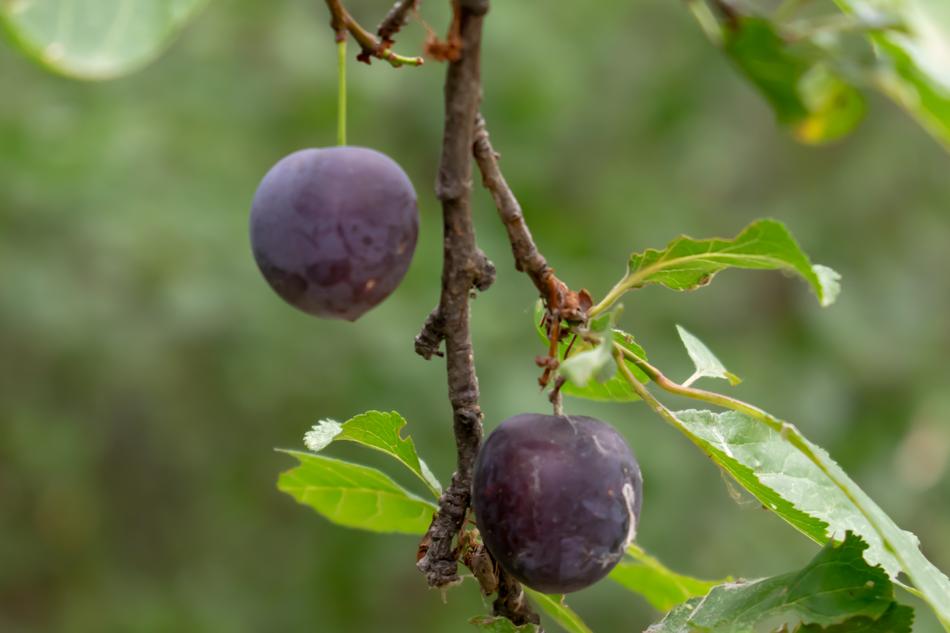 sweet plums from a branch