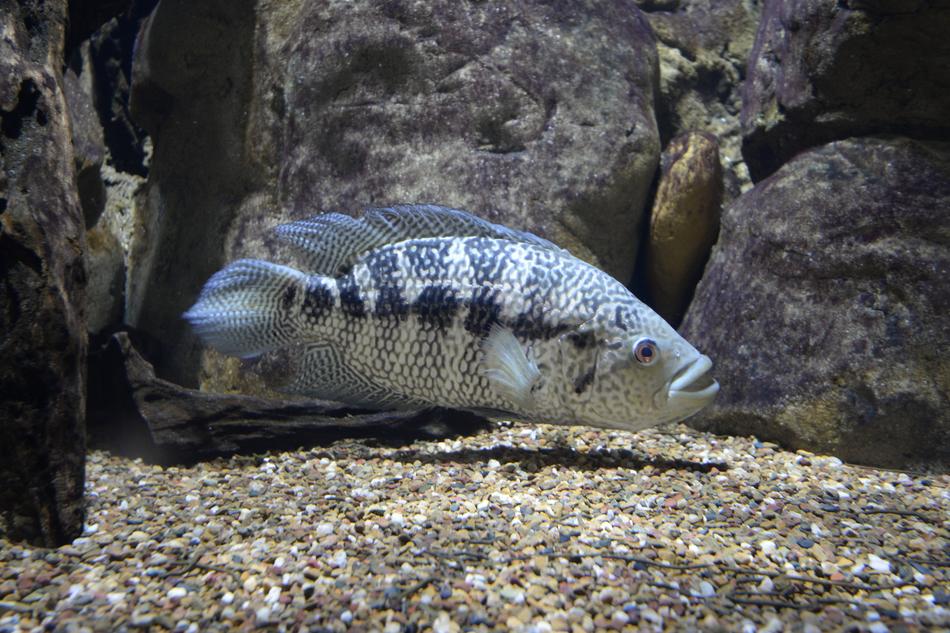 Freshwater Animal Fish