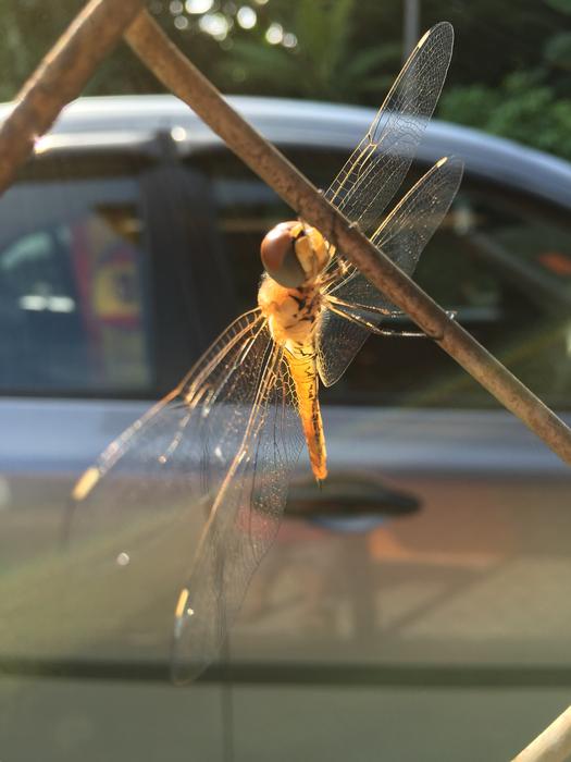 Dragonfly Insect Fence