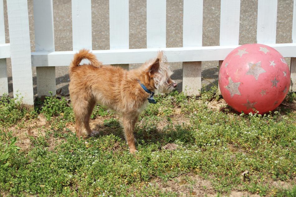 Dog Ball