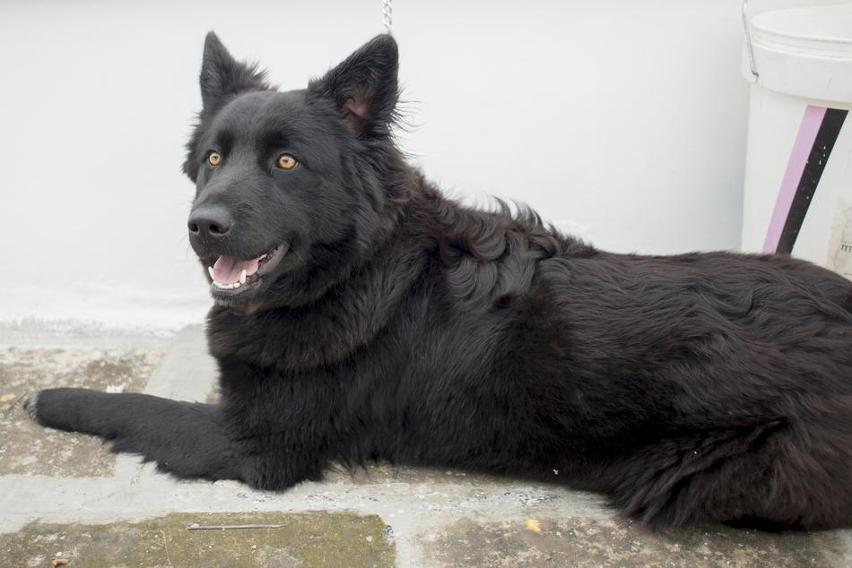 Canis Lupus Familiaris Canidae Pet