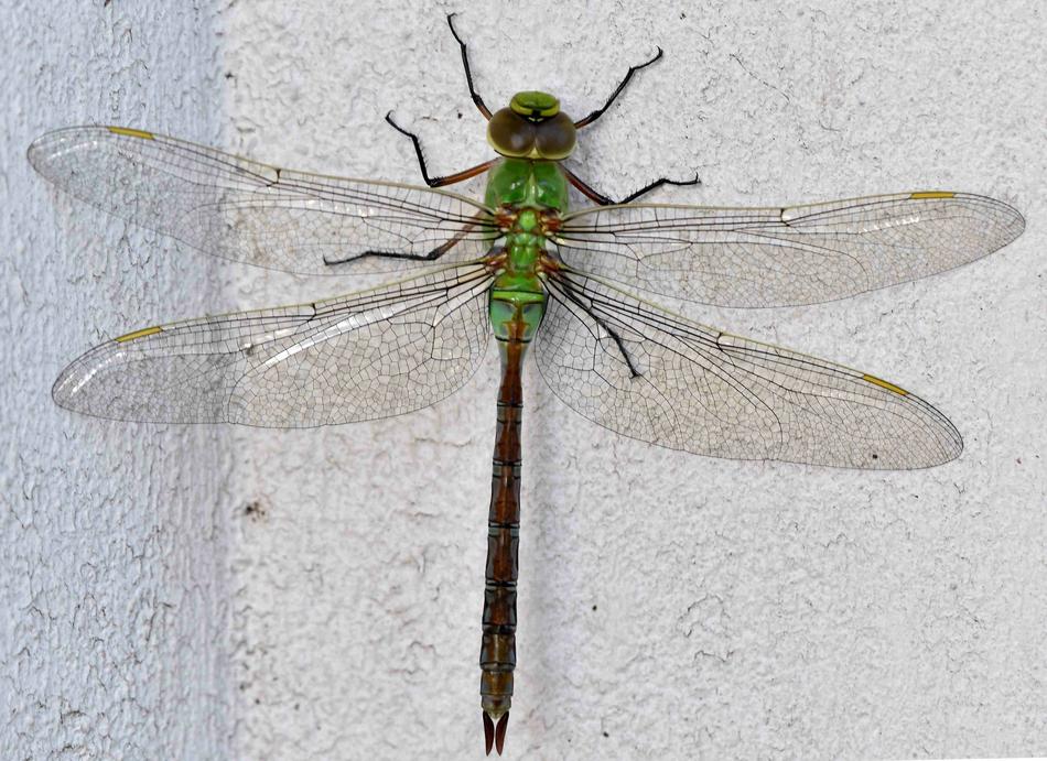 Dragonfly Insect Nature