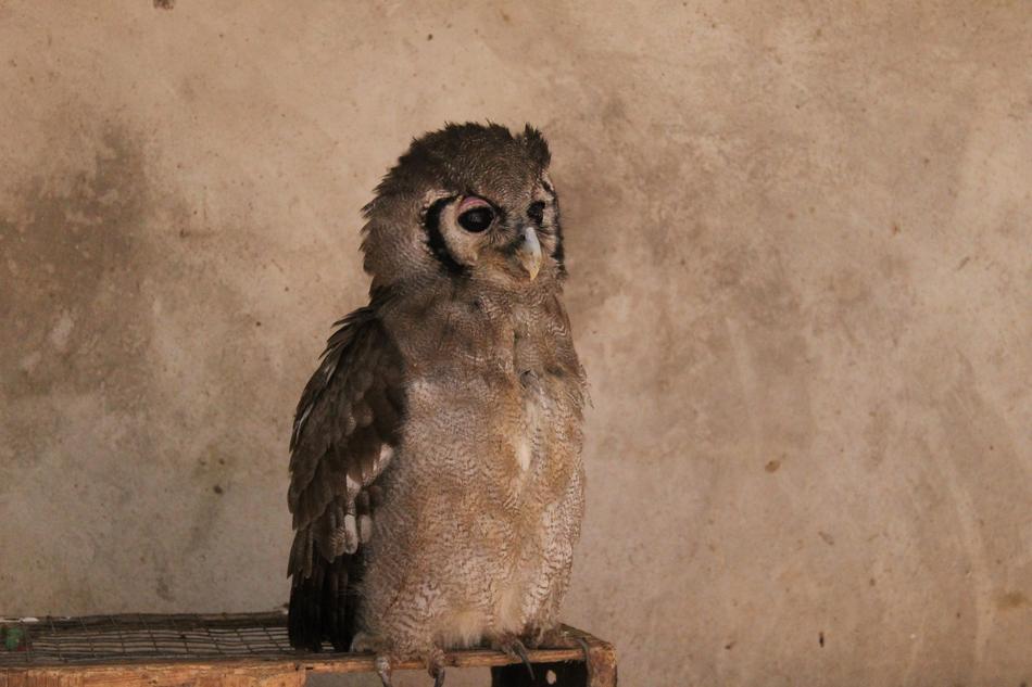 fluffy owl sits