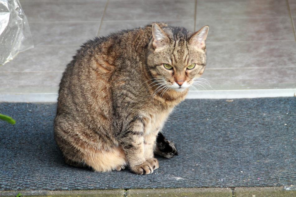 Domestic Cat animal photo