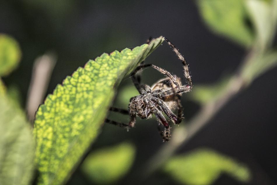 Spider Insect Nature free image download