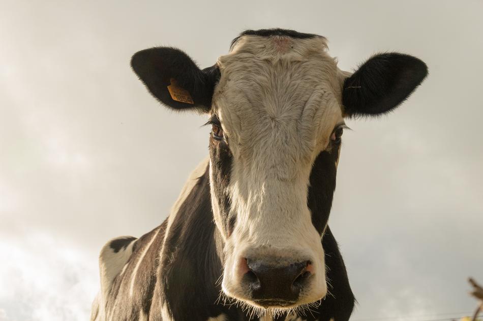 Cow