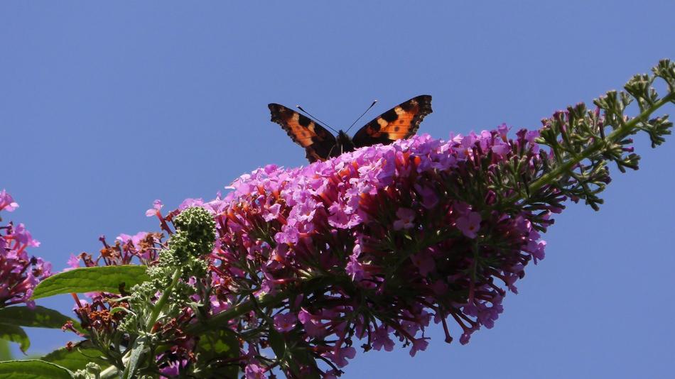 Butterfly Tree Butterflies