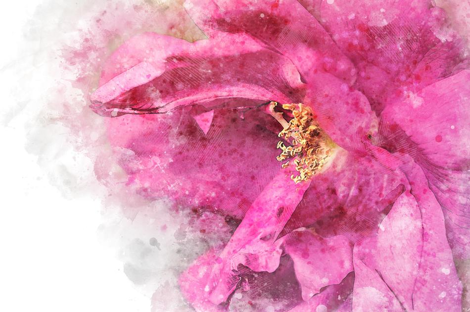 rose petals pink background