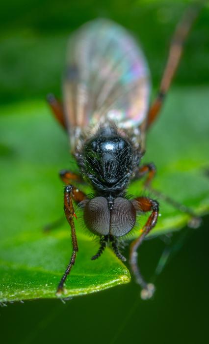 small Insect, black fly, Macro